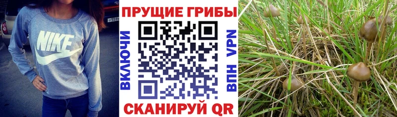 Псилоцибиновые грибы MAGIC MUSHROOMS Белокуриха