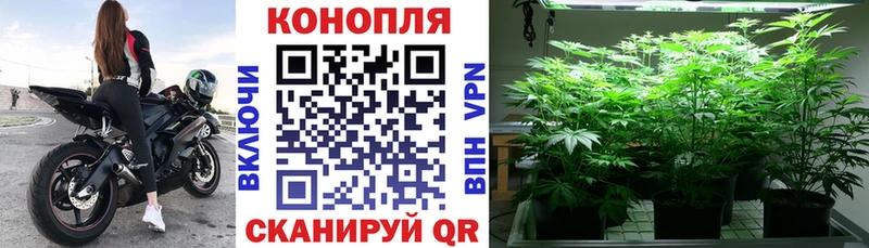 Конопля OG Kush Белокуриха